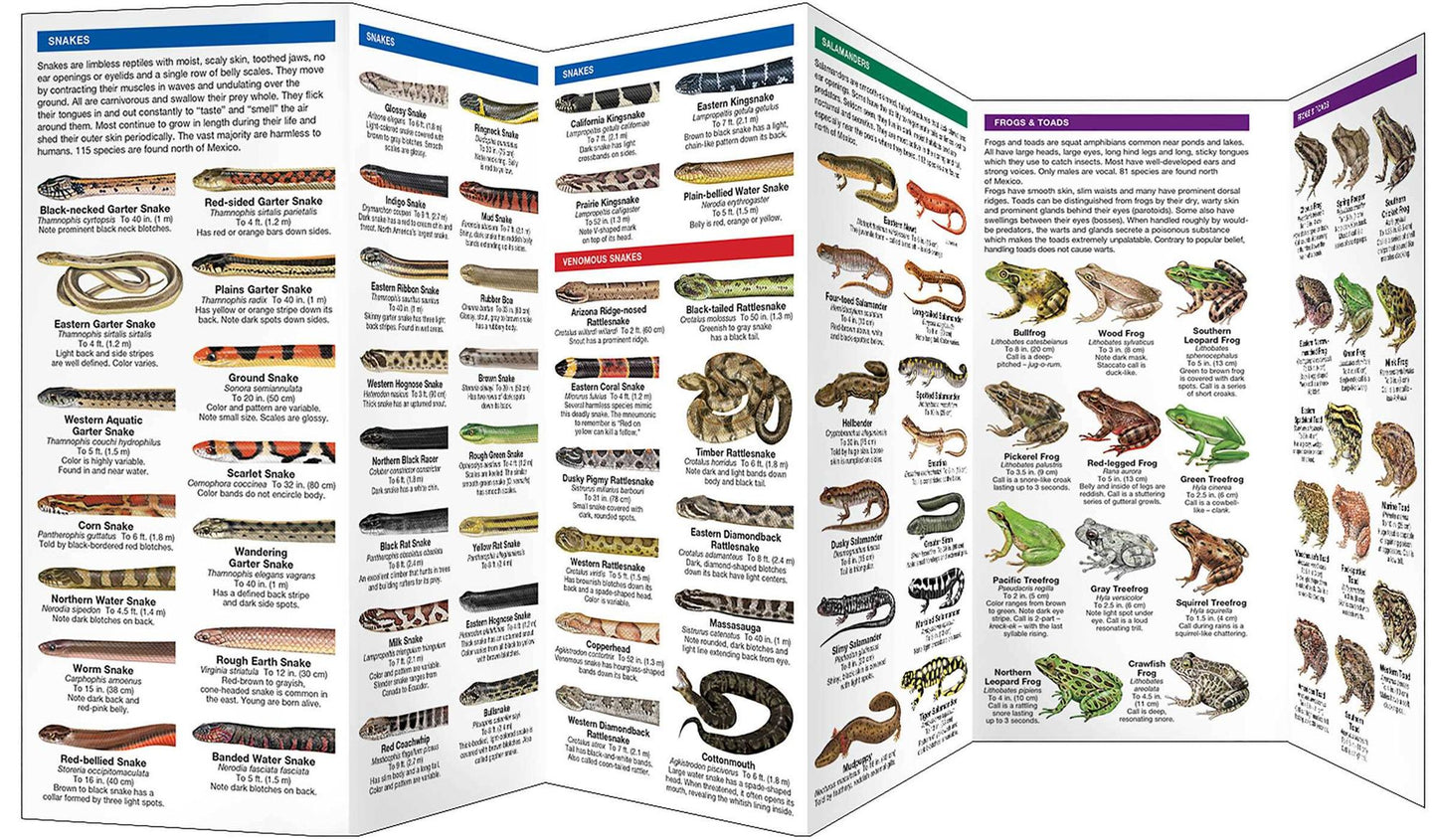 Reptiles and Amphibians: An Introduction to Familiar North American Species