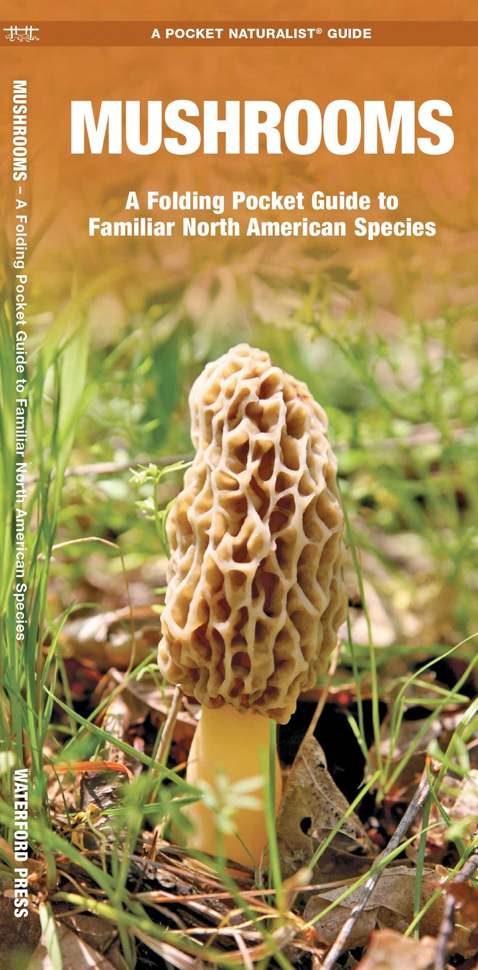 Mushrooms: An Introduction to Familiar North American Species