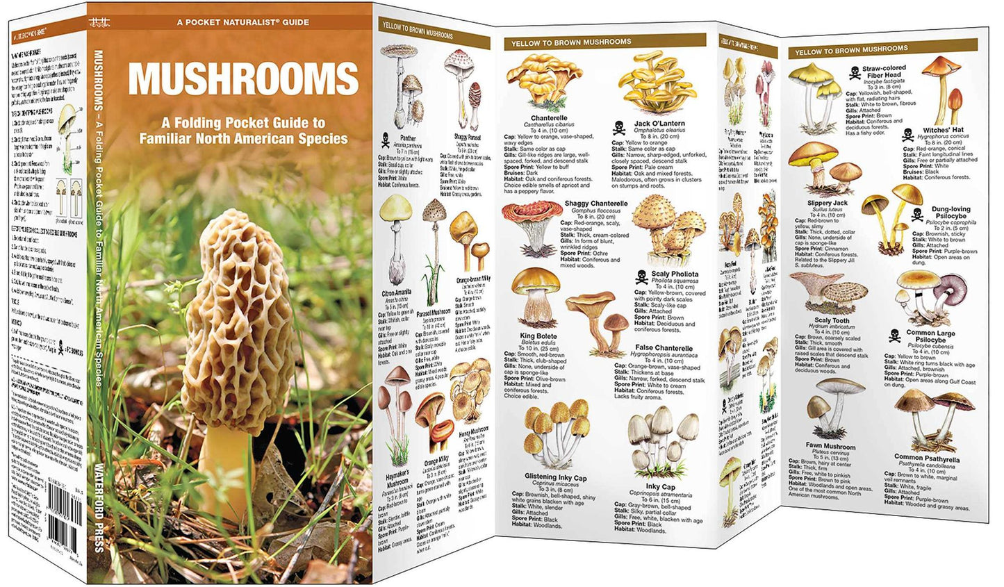 Mushrooms: An Introduction to Familiar North American Species