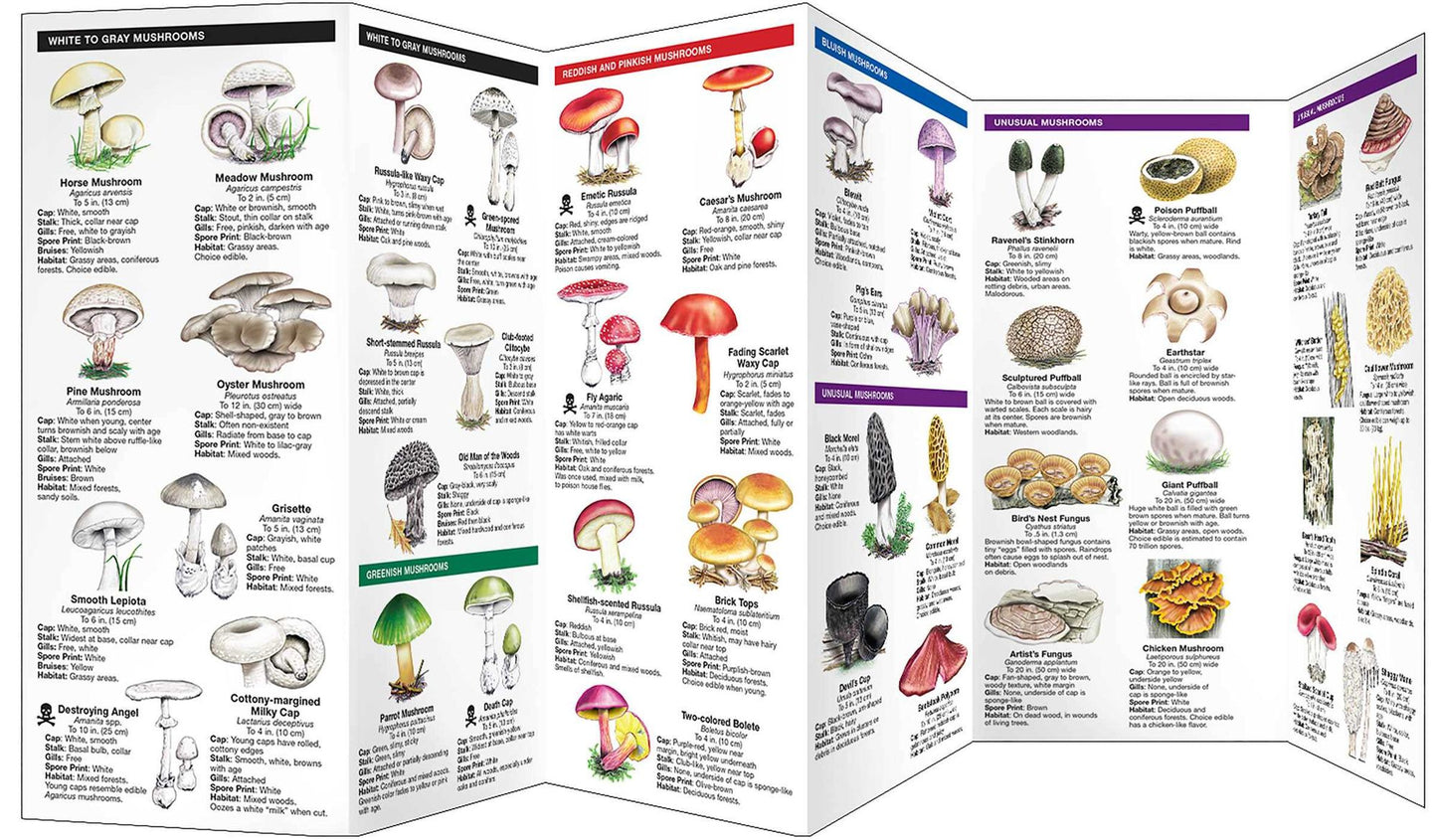 Mushrooms: An Introduction to Familiar North American Species