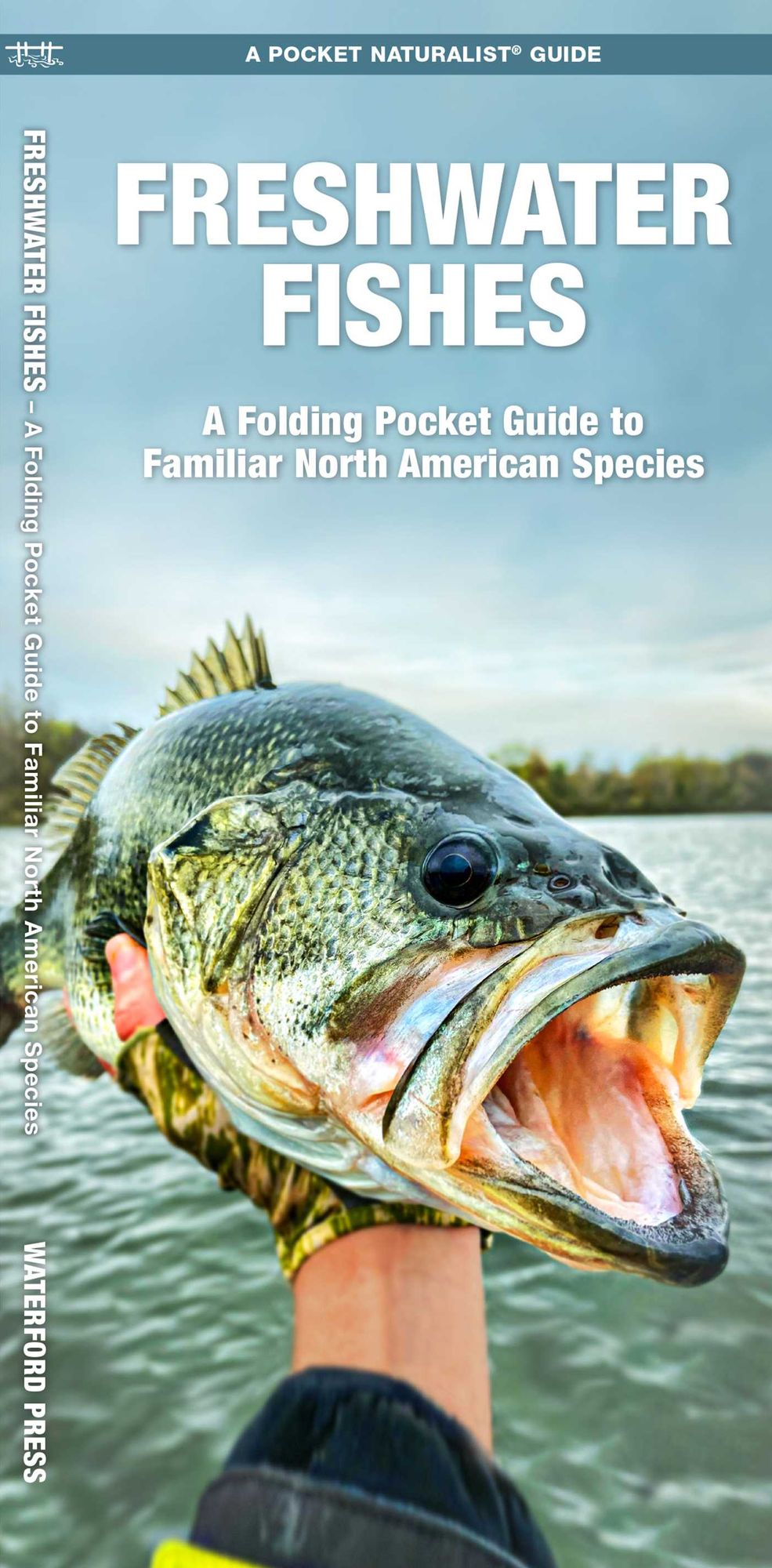 Freshwater Fishes: An Introduction to Familiar North American Species