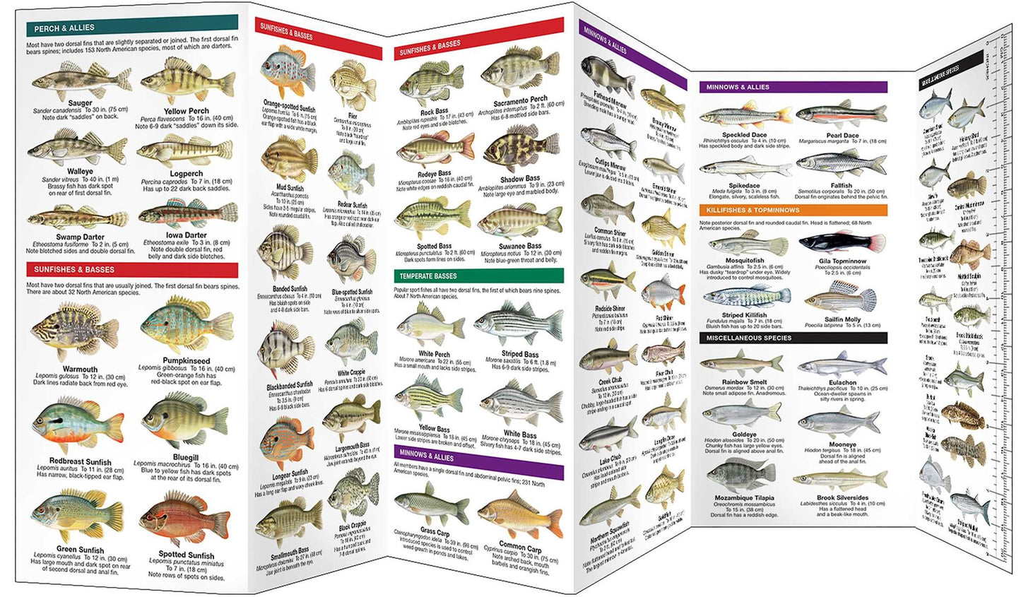 Freshwater Fishes: An Introduction to Familiar North American Species