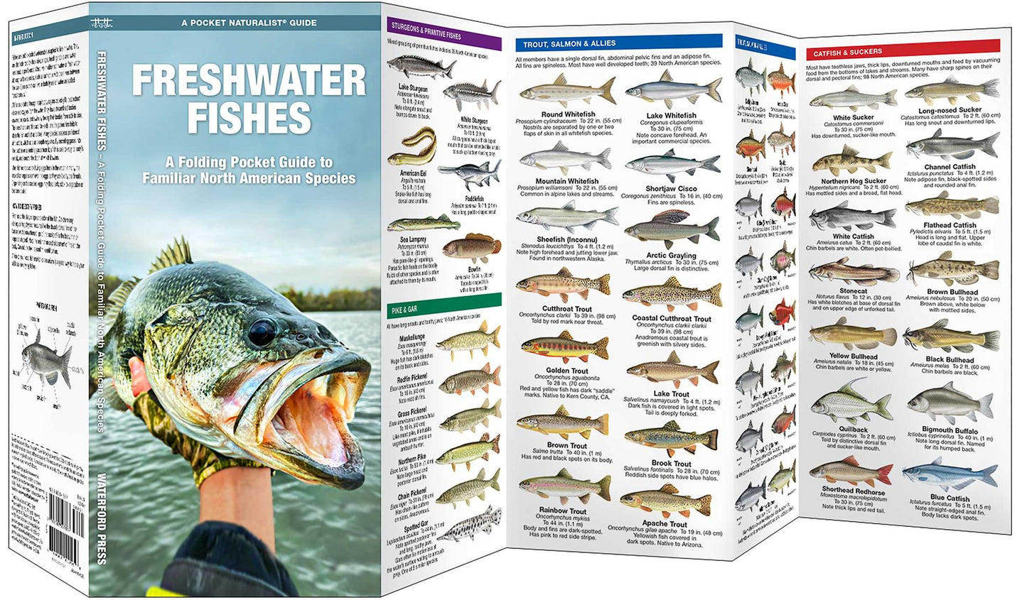 Freshwater Fishes: An Introduction to Familiar North American Species