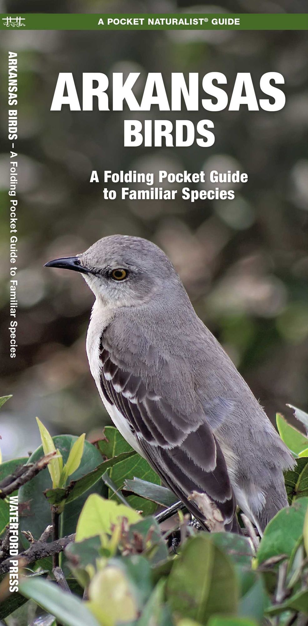 Arkansas Birds: An Introduction to Familiar Species
