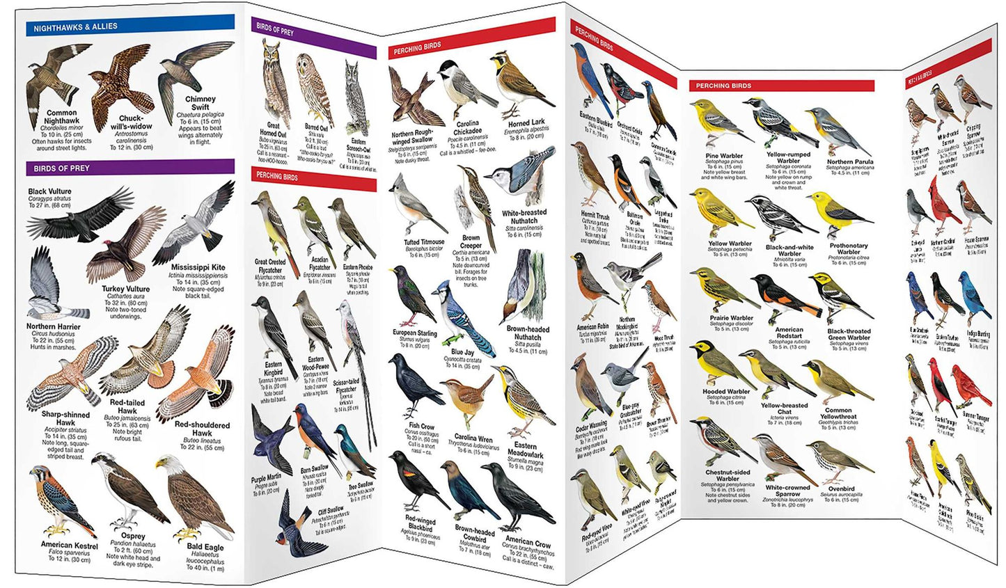 Arkansas Birds: An Introduction to Familiar Species