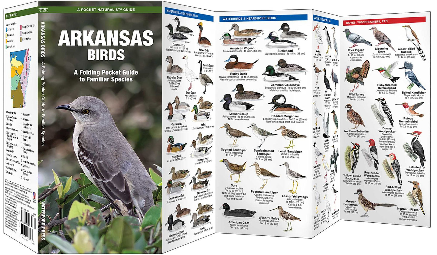 Arkansas Birds: An Introduction to Familiar Species