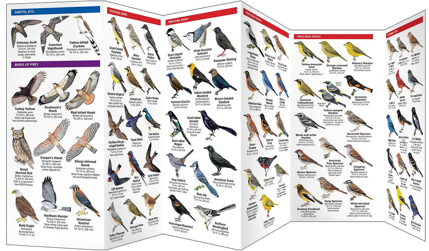 Nebraska Birds: An Introduction to Familiar Species