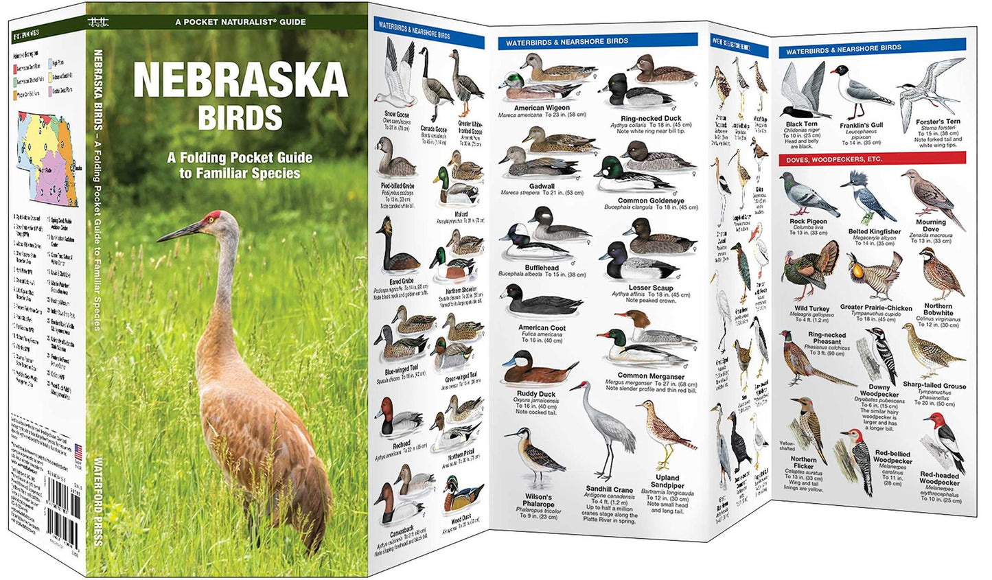 Nebraska Birds: An Introduction to Familiar Species