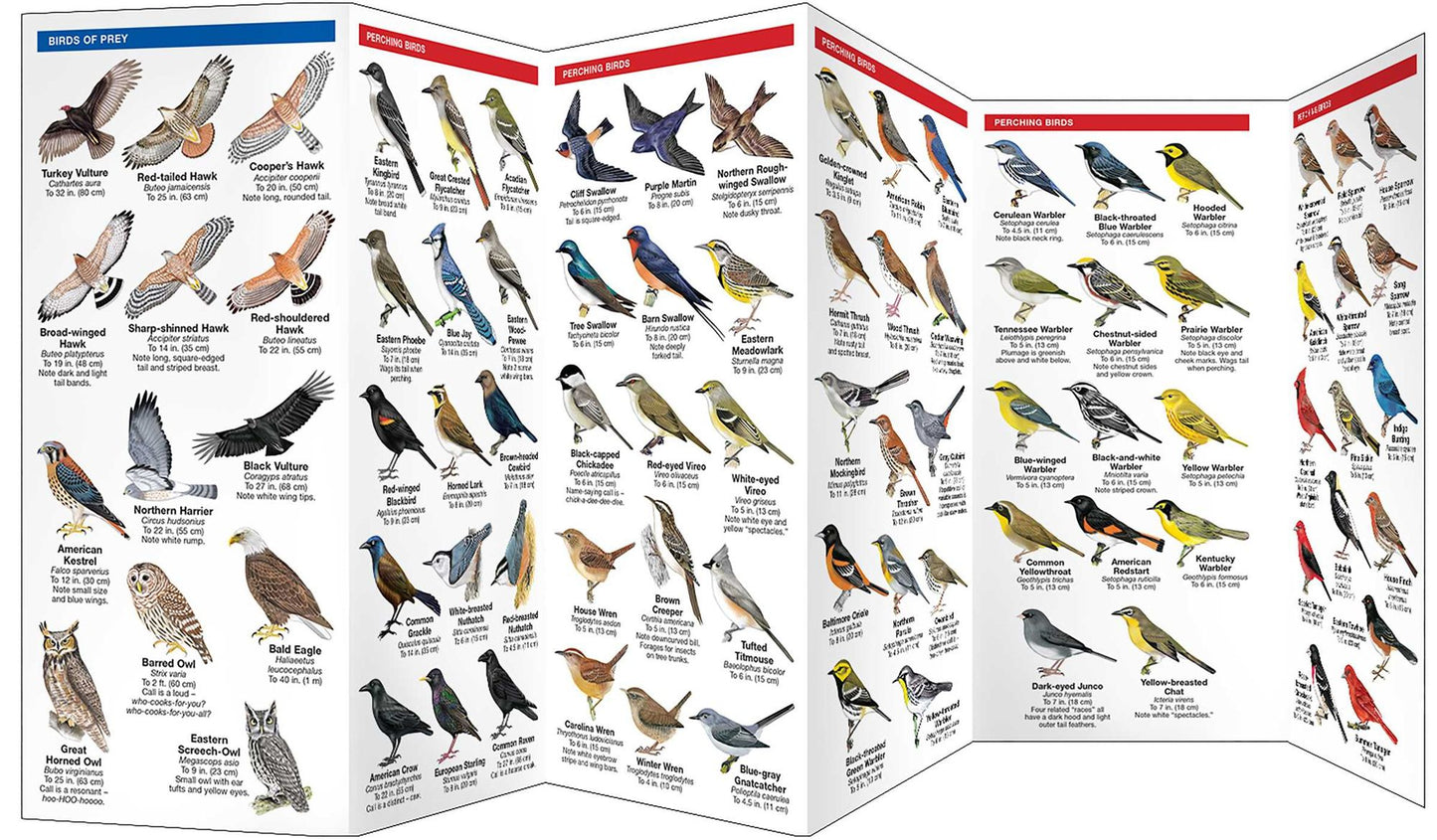 West Virginia Birds: An Introduction to Familiar Species
