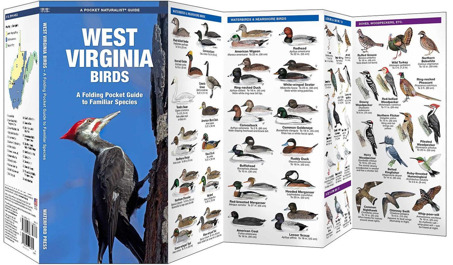 West Virginia Birds: An Introduction to Familiar Species