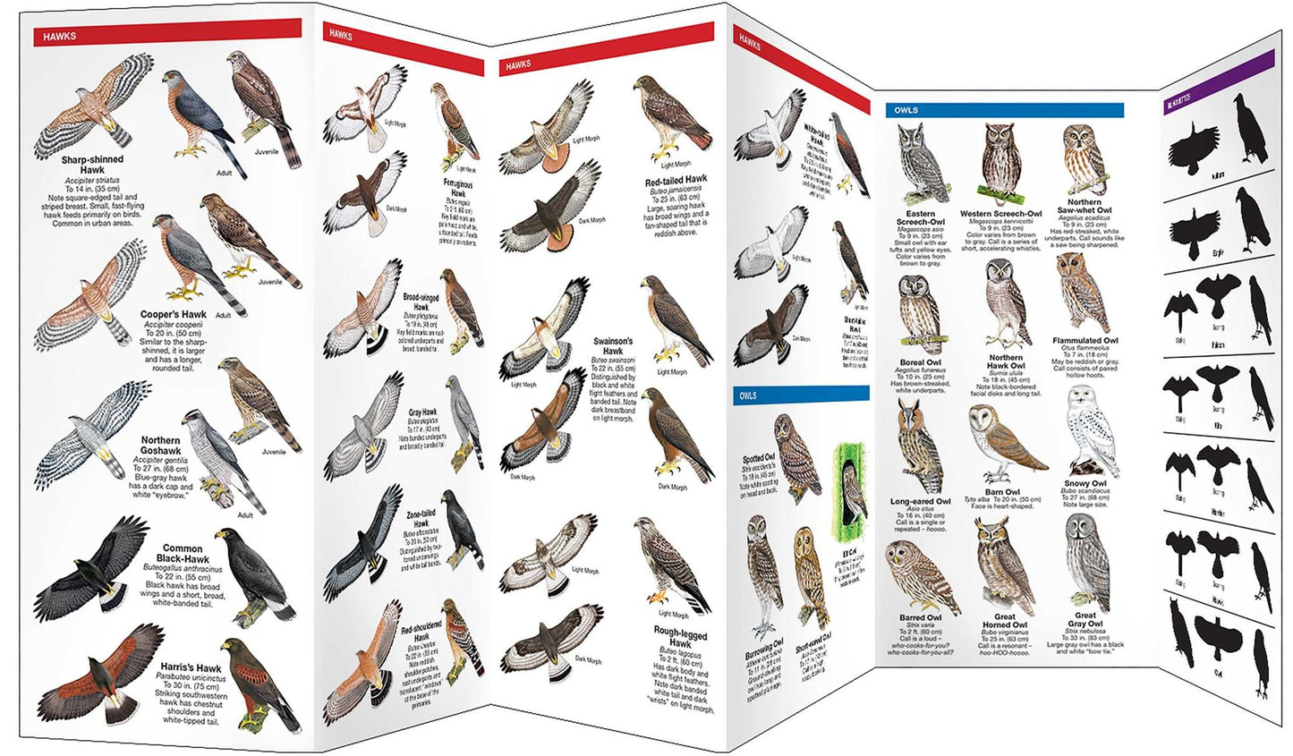 Birds of Prey: An Introduction to Familiar North American Species