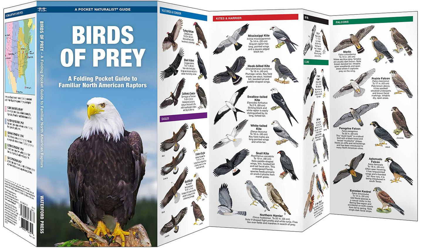 Birds of Prey: An Introduction to Familiar North American Species