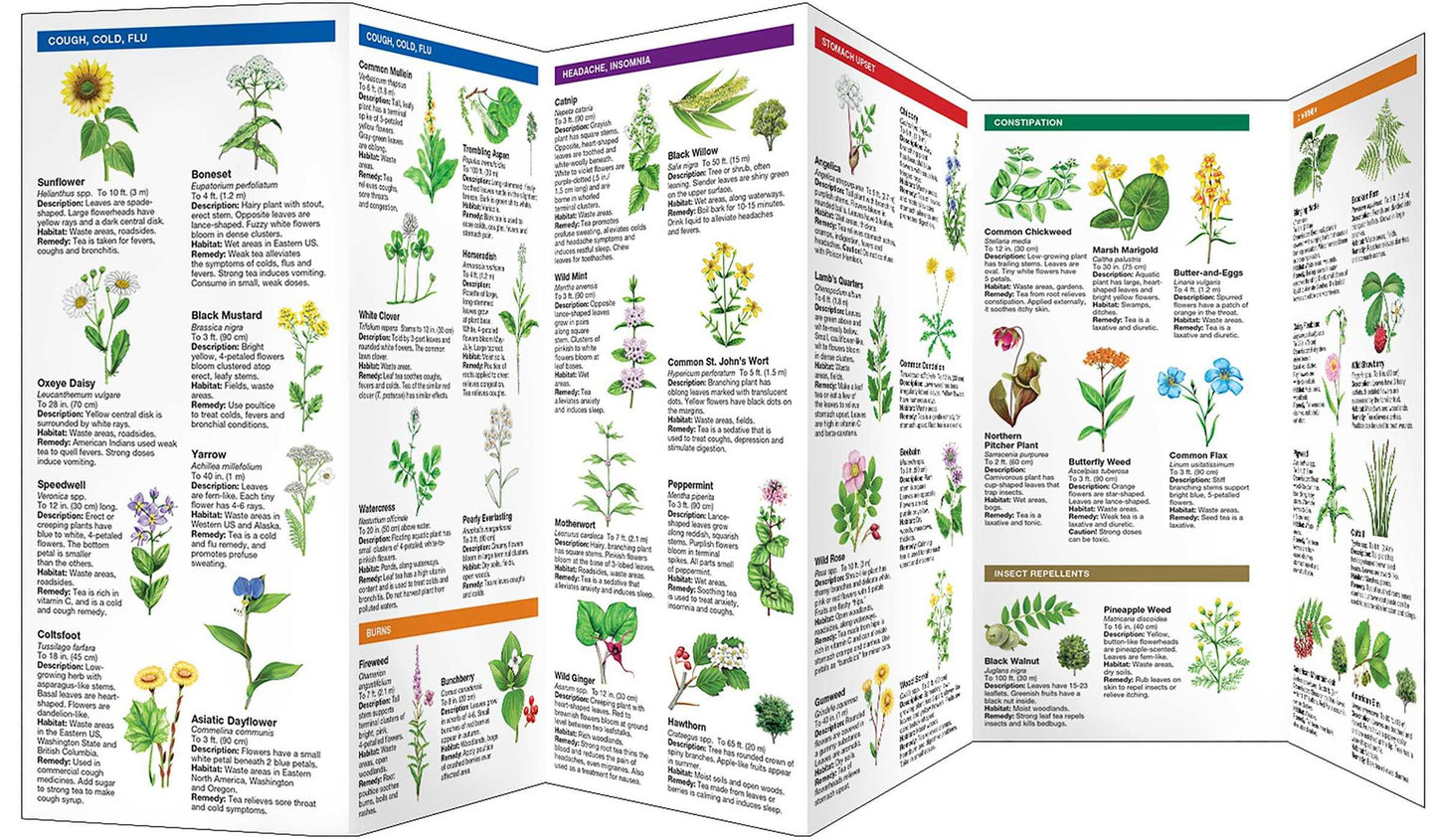 Medicinal Plants: An Introduction to Familiar Widespread Species