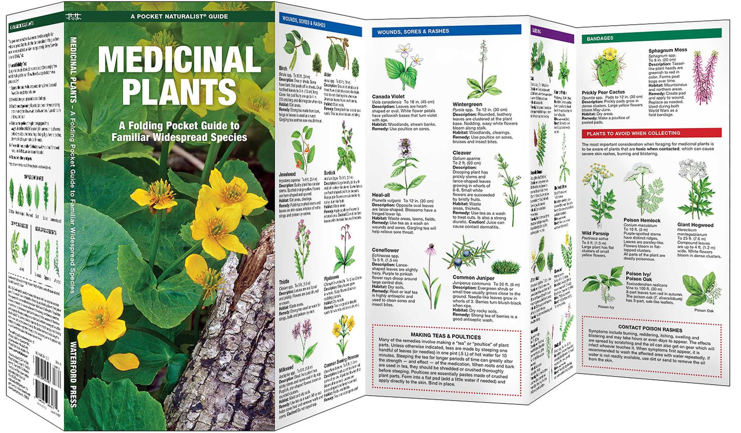 Medicinal Plants: An Introduction to Familiar Widespread Species