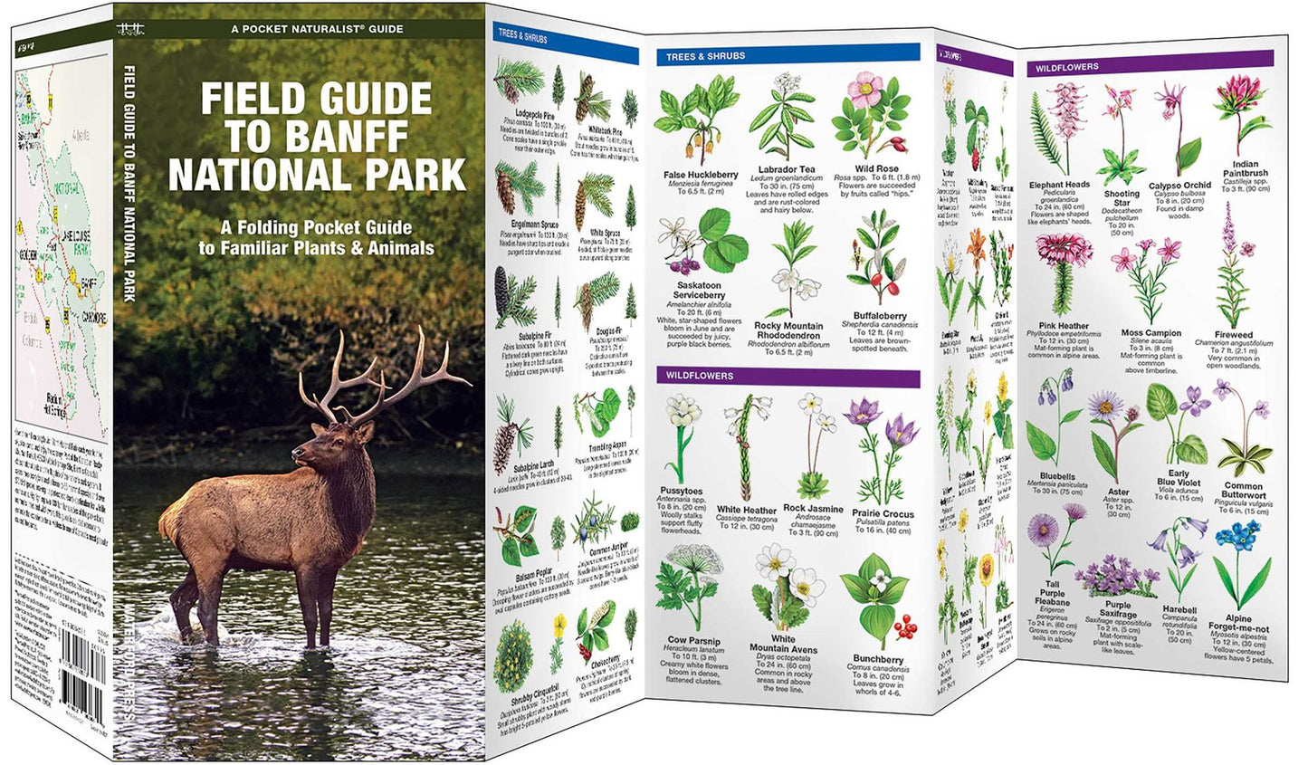 Field Guide to Banff National Park: An Introduction to Familiar Species