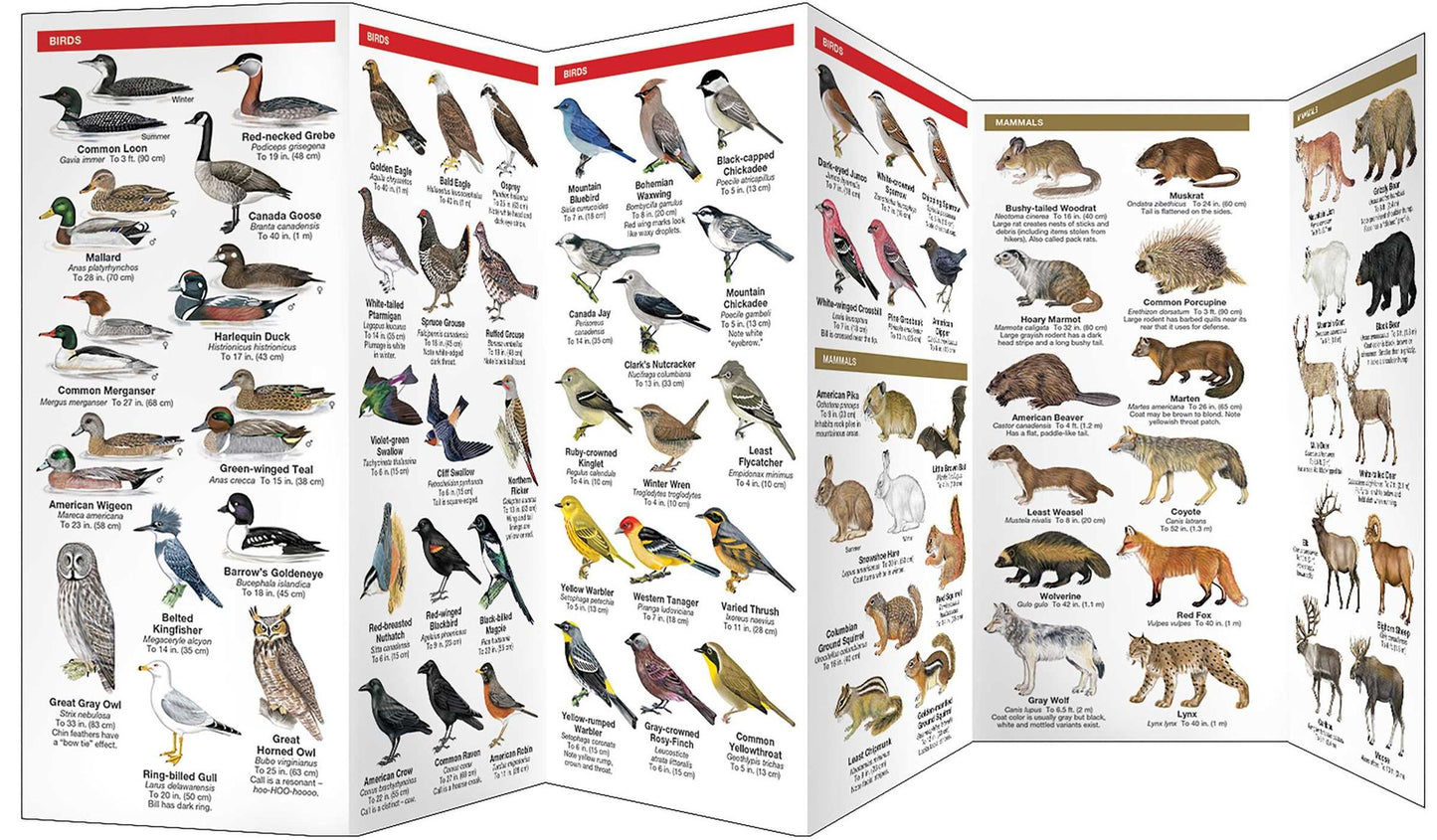 Field Guide to Banff National Park: An Introduction to Familiar Species