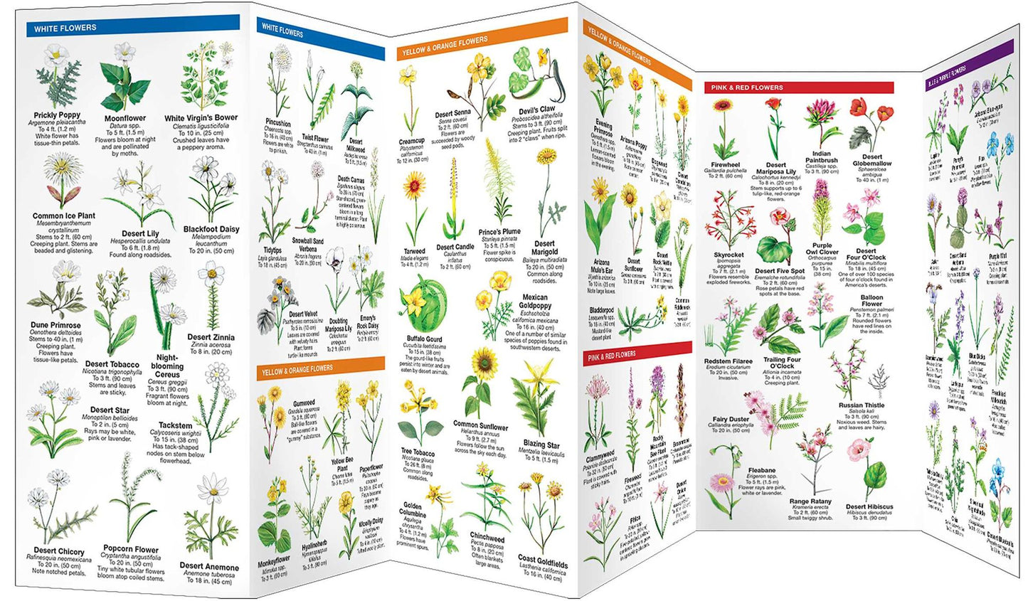 Pocket Naturalist: Southwestern Desert Plants
