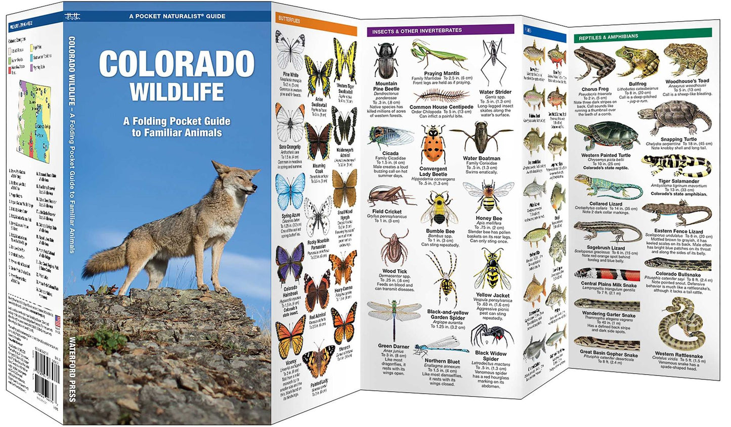 Colorado Wildlife: An Introduction to Familiar Species of Birds, Mammals, Reptiles, Amphibians, Fish, and Insects (Pocket Naturalist Series)