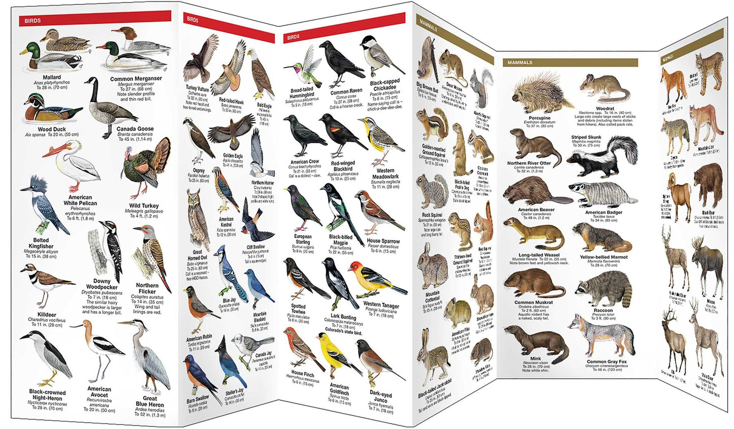 Colorado Wildlife: An Introduction to Familiar Species of Birds, Mammals, Reptiles, Amphibians, Fish, and Insects (Pocket Naturalist Series)