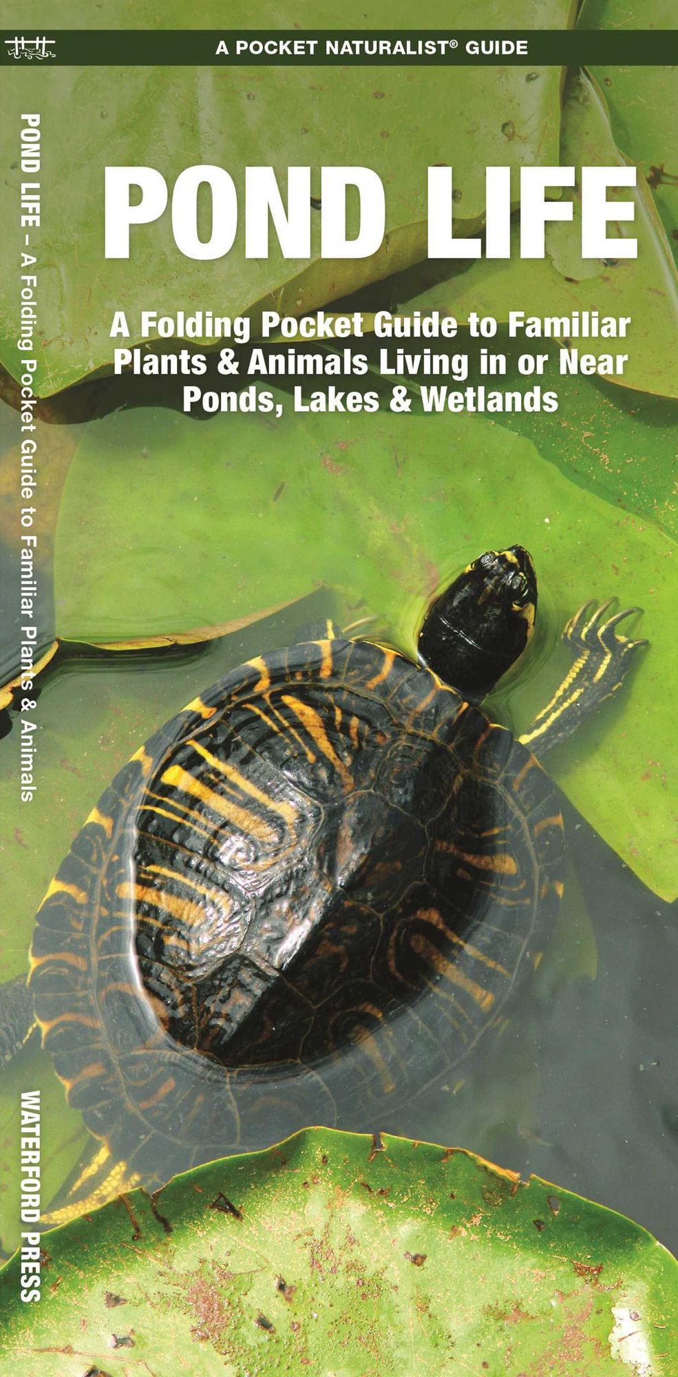 Pond Life: An Introduction to Familiar Plants and Animals Living in or Near Ponds, Lakes, and Wetlands