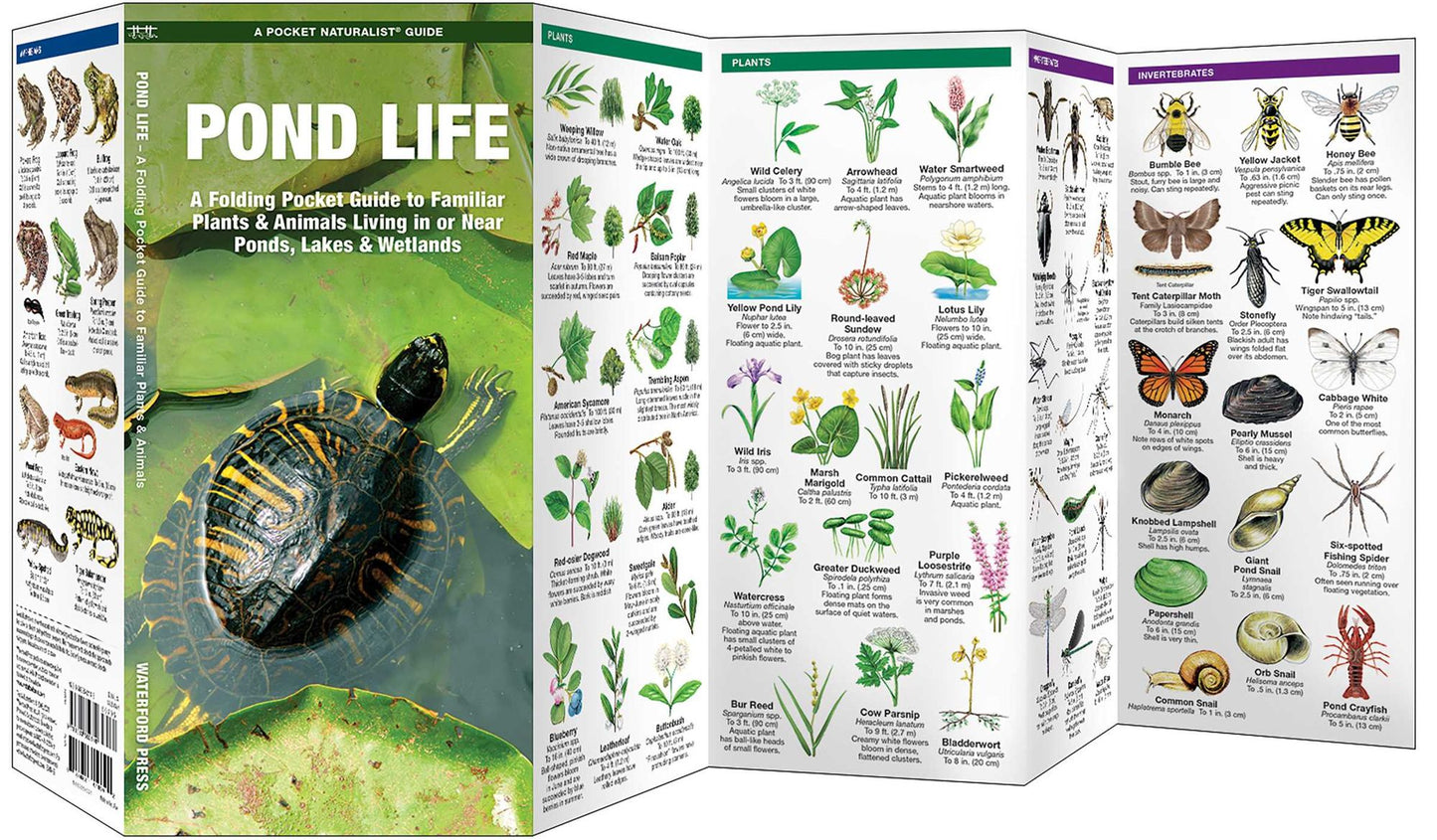 Pond Life: An Introduction to Familiar Plants and Animals Living in or Near Ponds, Lakes, and Wetlands