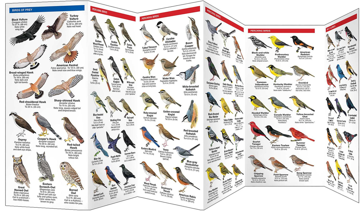 Southern Appalachian Birds: An Introduction to Over 140 Familiar Species (Pocket Naturalist Series)