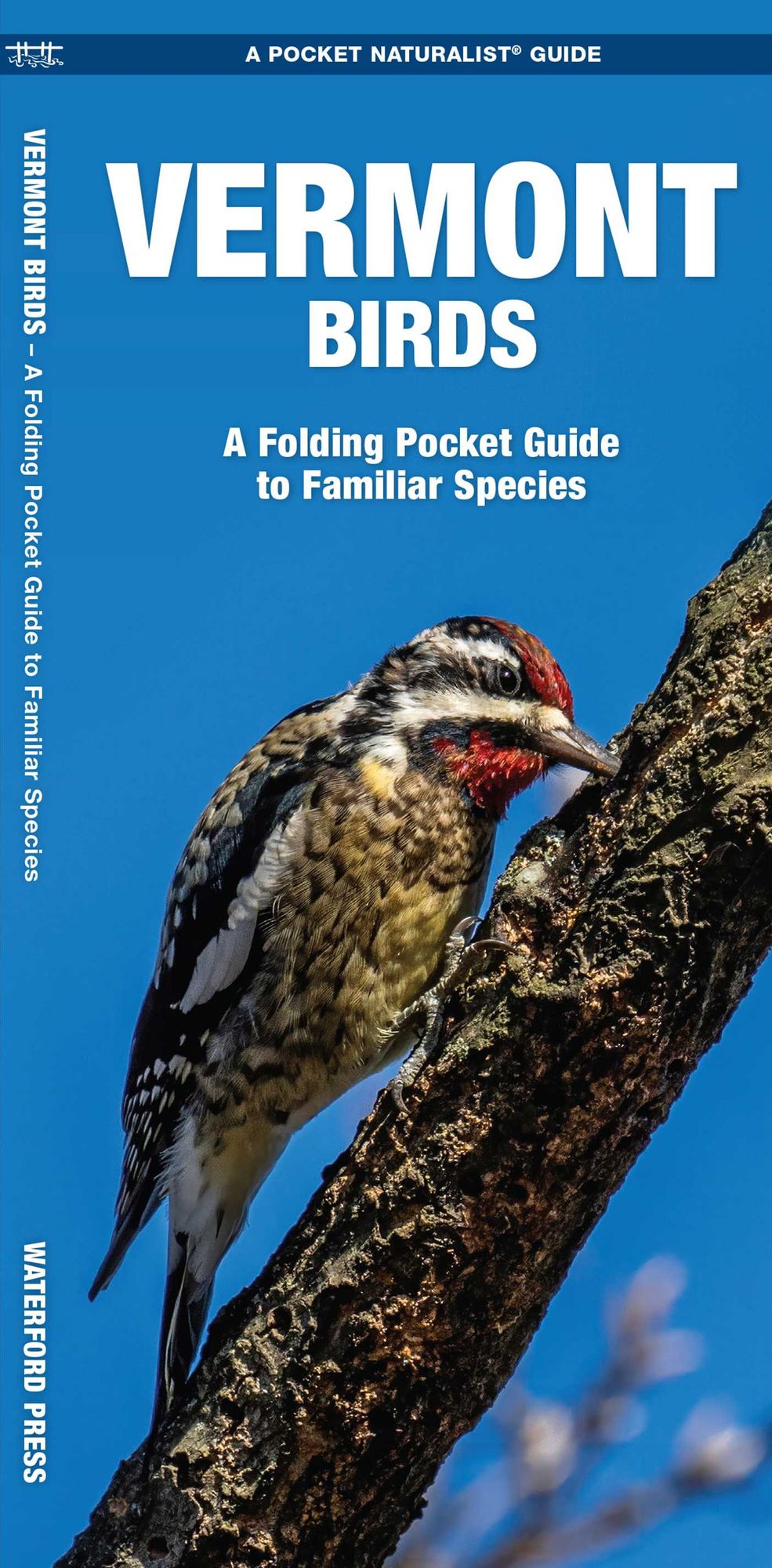 Vermont Birds: An Introduction to over 140 Familiar Species (Pocket Naturalist Series)