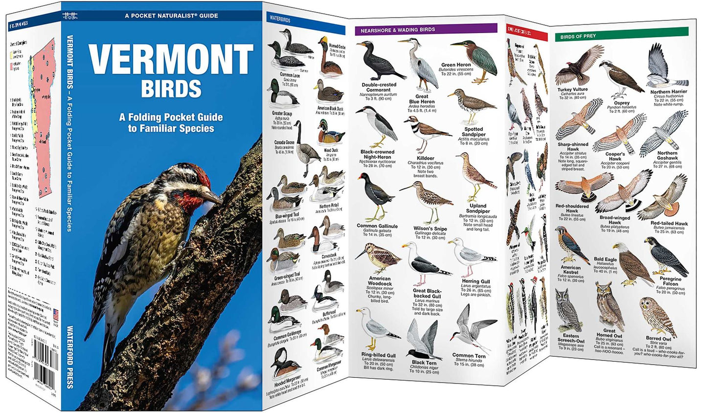 Vermont Birds: An Introduction to over 140 Familiar Species (Pocket Naturalist Series)
