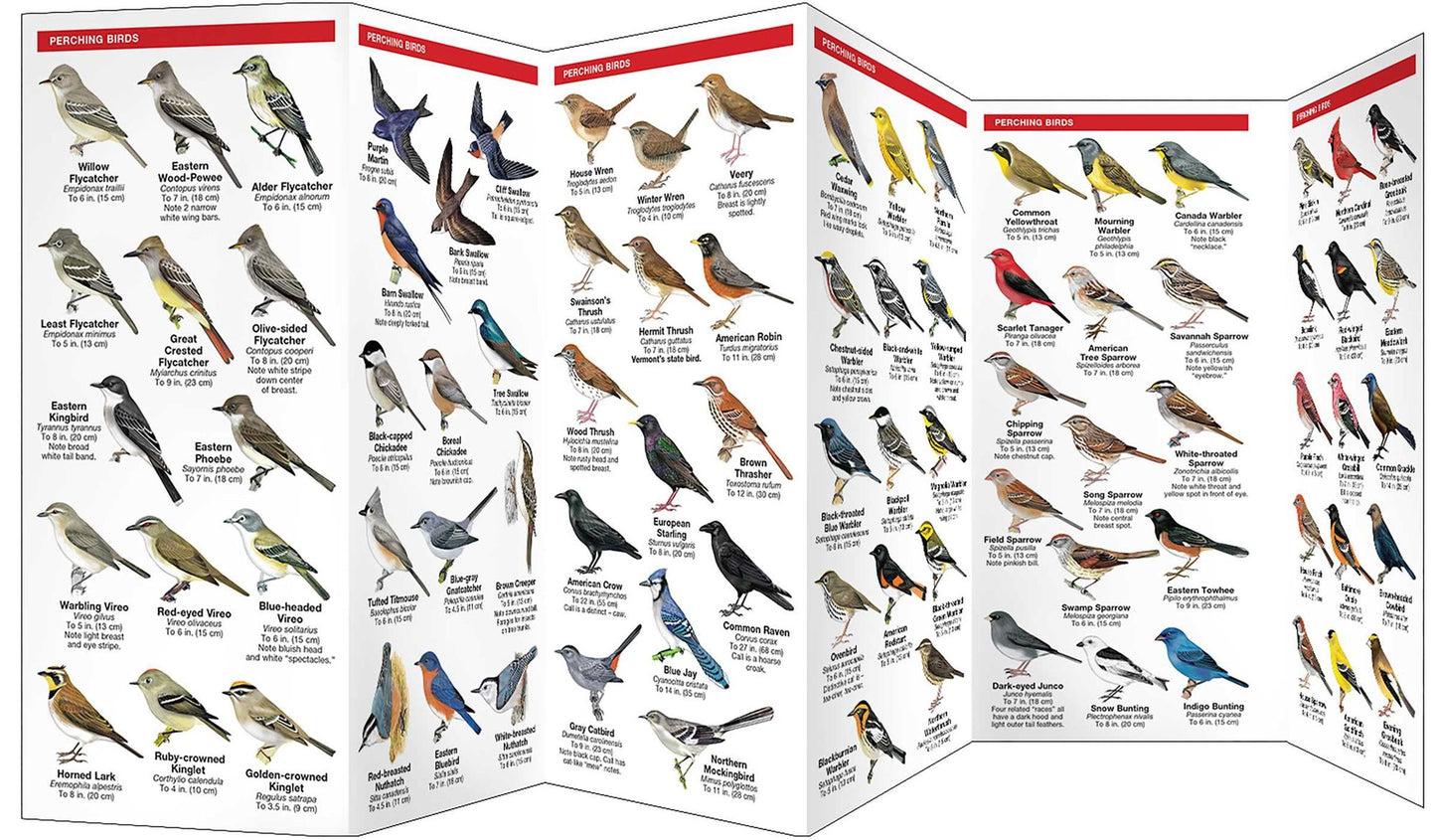 Vermont Birds: An Introduction to over 140 Familiar Species (Pocket Naturalist Series)