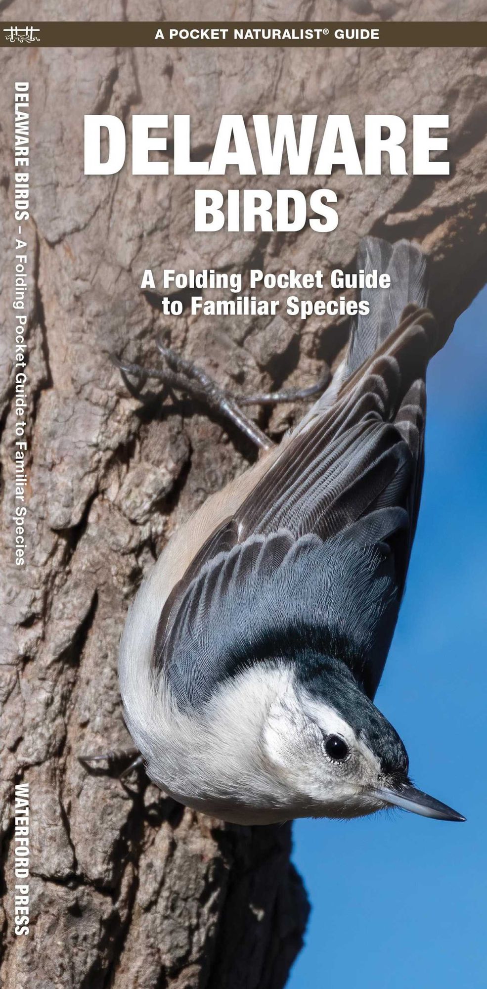 Delaware Birds: An Introduction to Familiar Species