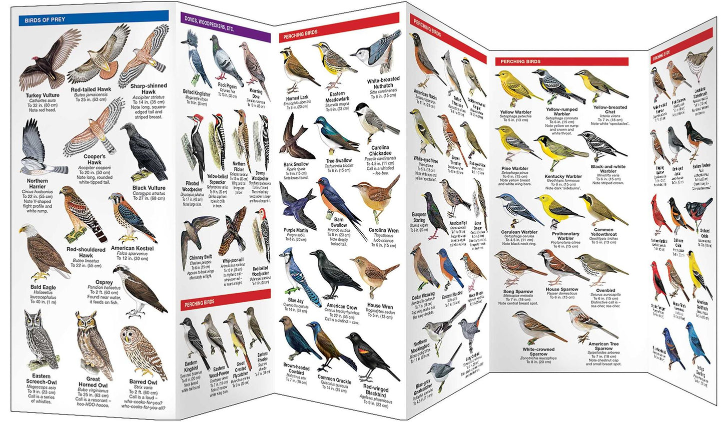Delaware Birds: An Introduction to Familiar Species
