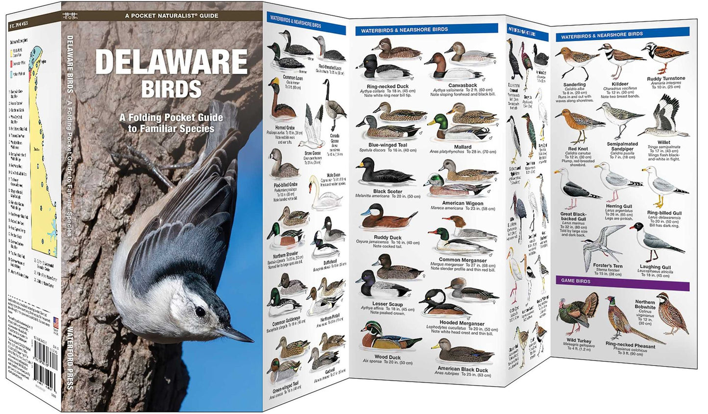 Delaware Birds: An Introduction to Familiar Species