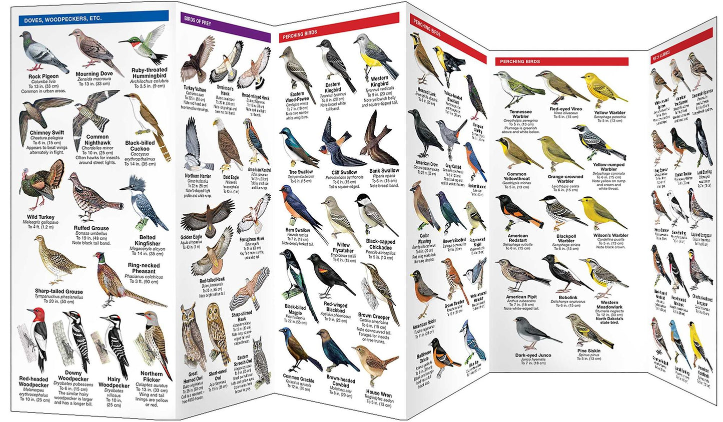 North Dakota Birds: An Introduction to Familiar Species