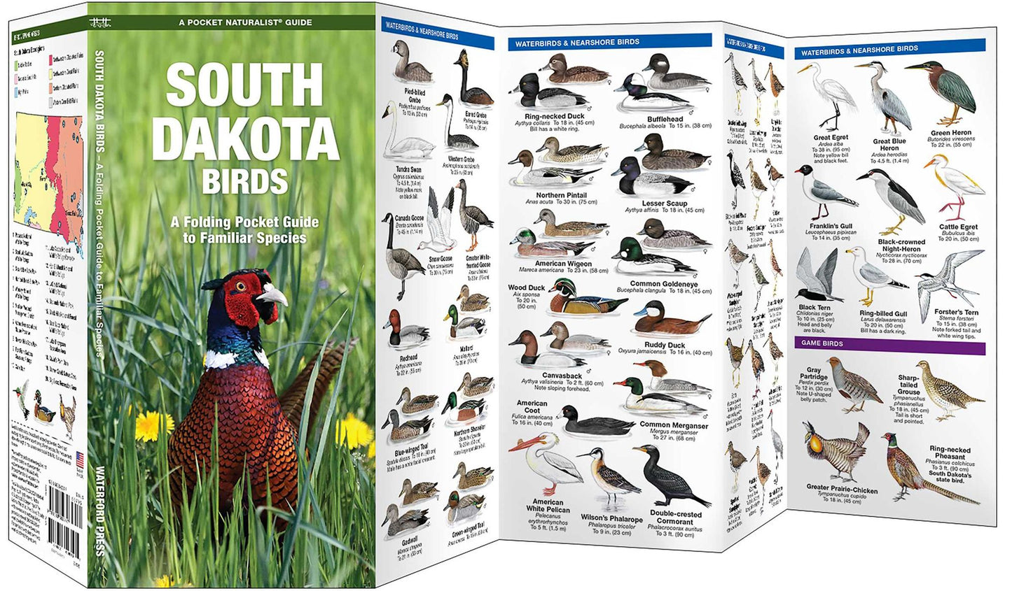 South Dakota Birds: An Introduction to Familiar Species