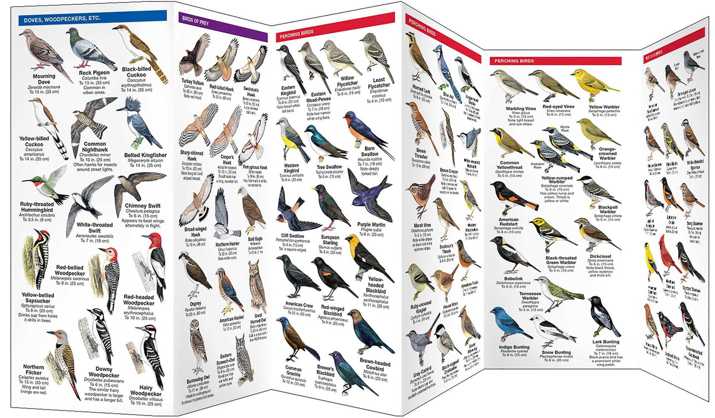South Dakota Birds: An Introduction to Familiar Species