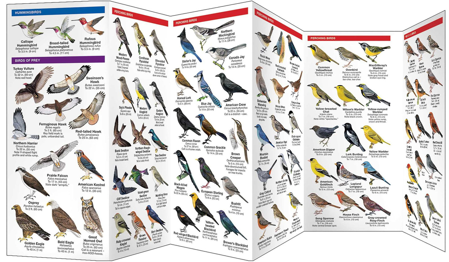 Wyoming Birds: An Introduction to Familiar Species