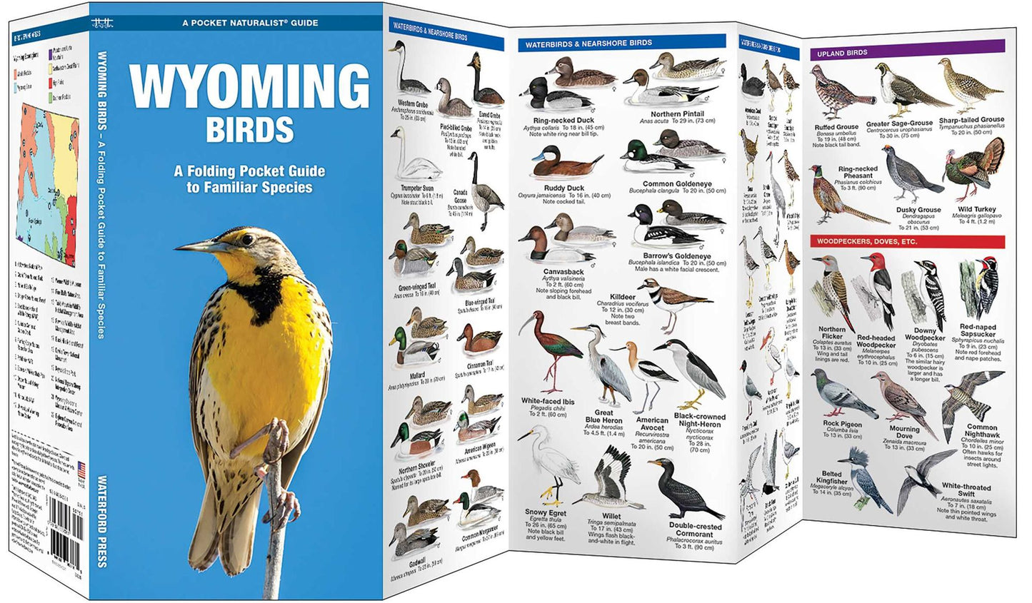 Wyoming Birds: An Introduction to Familiar Species