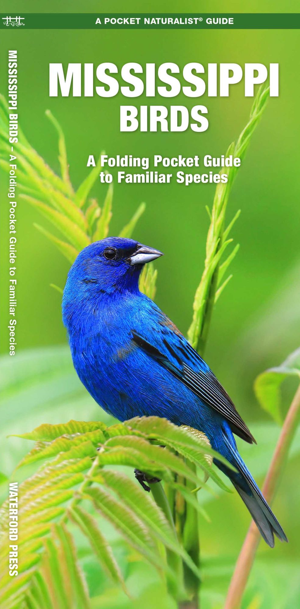 Mississippi Birds: An Introduction to Familiar Species