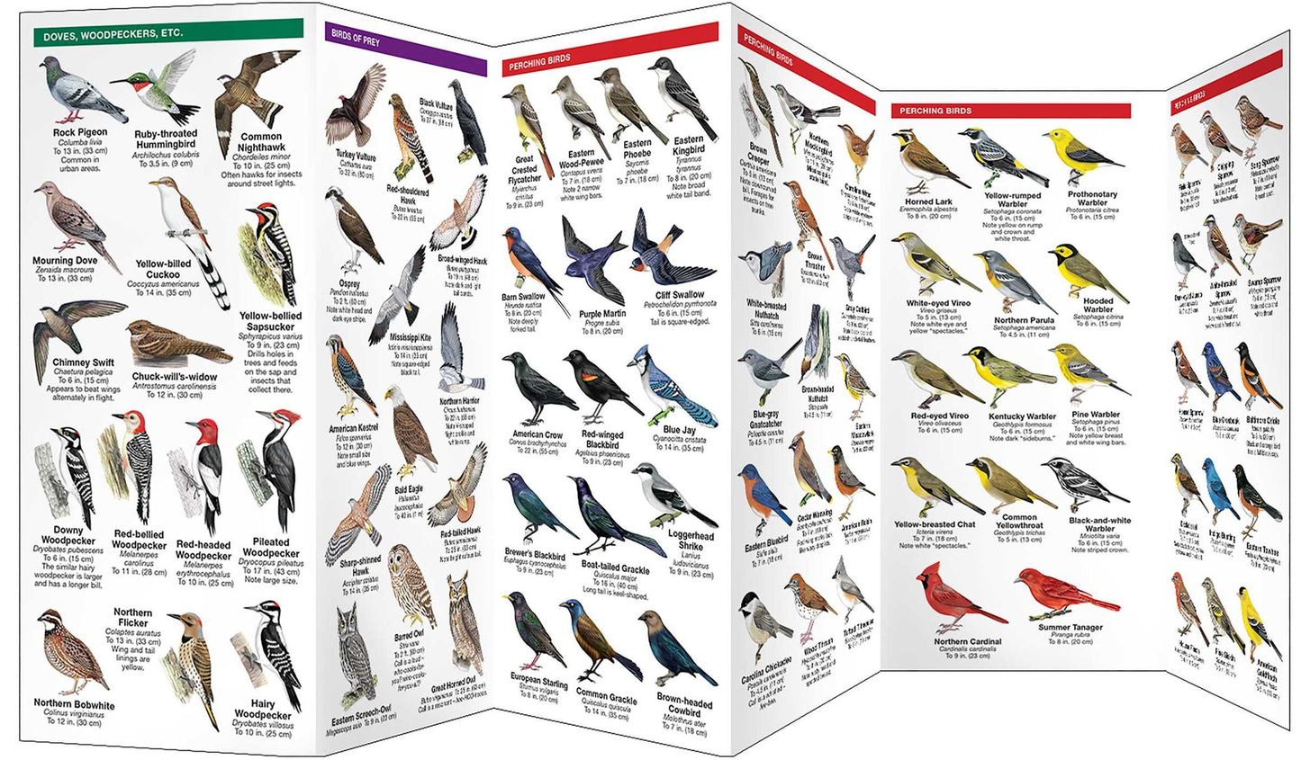 Mississippi Birds: An Introduction to Familiar Species