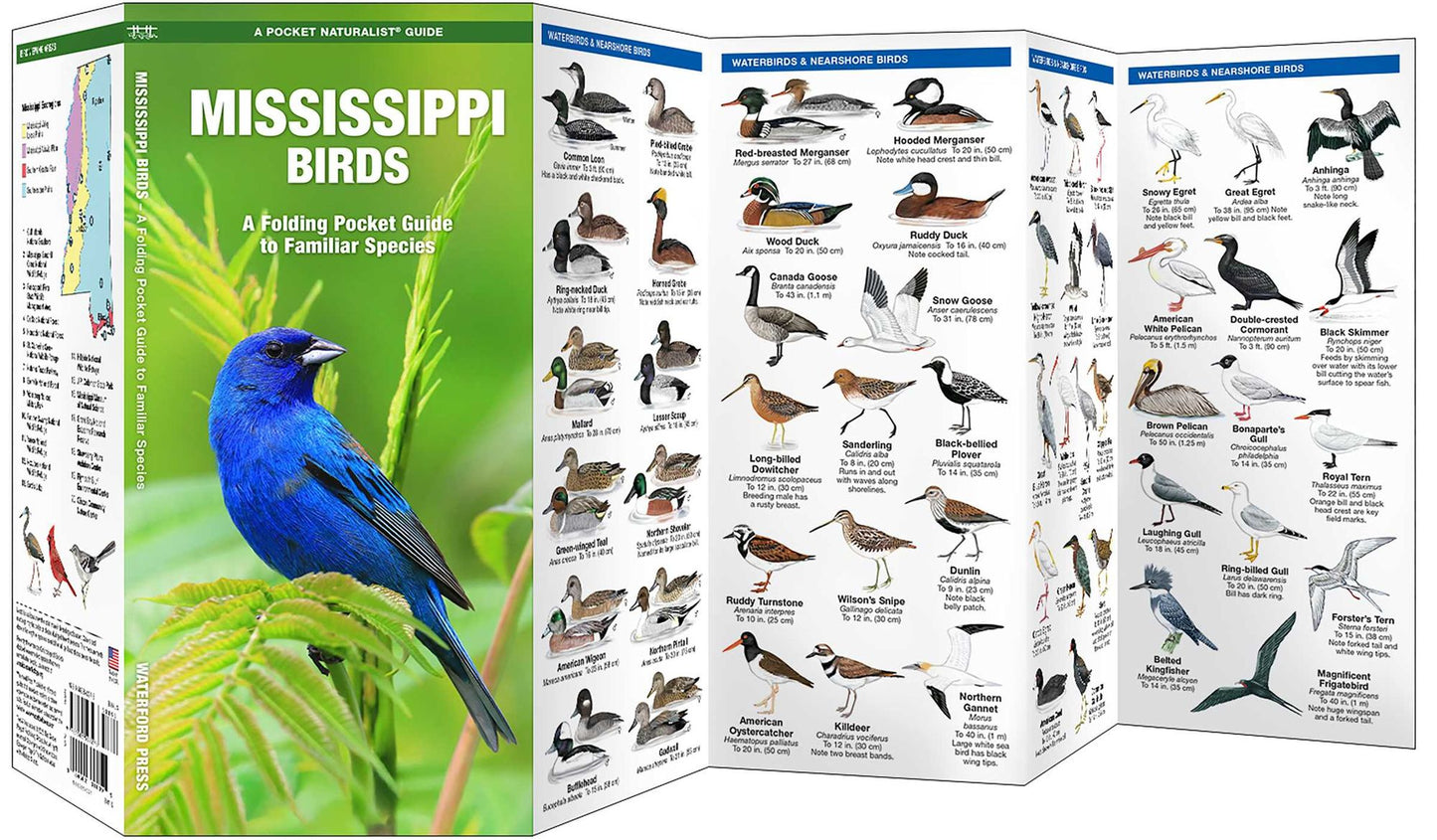 Mississippi Birds: An Introduction to Familiar Species