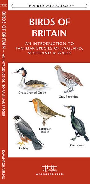 Birds of Britain: An Introduction to Familiar Species
