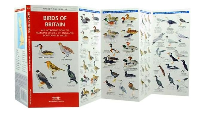 Birds of Britain: An Introduction to Familiar Species