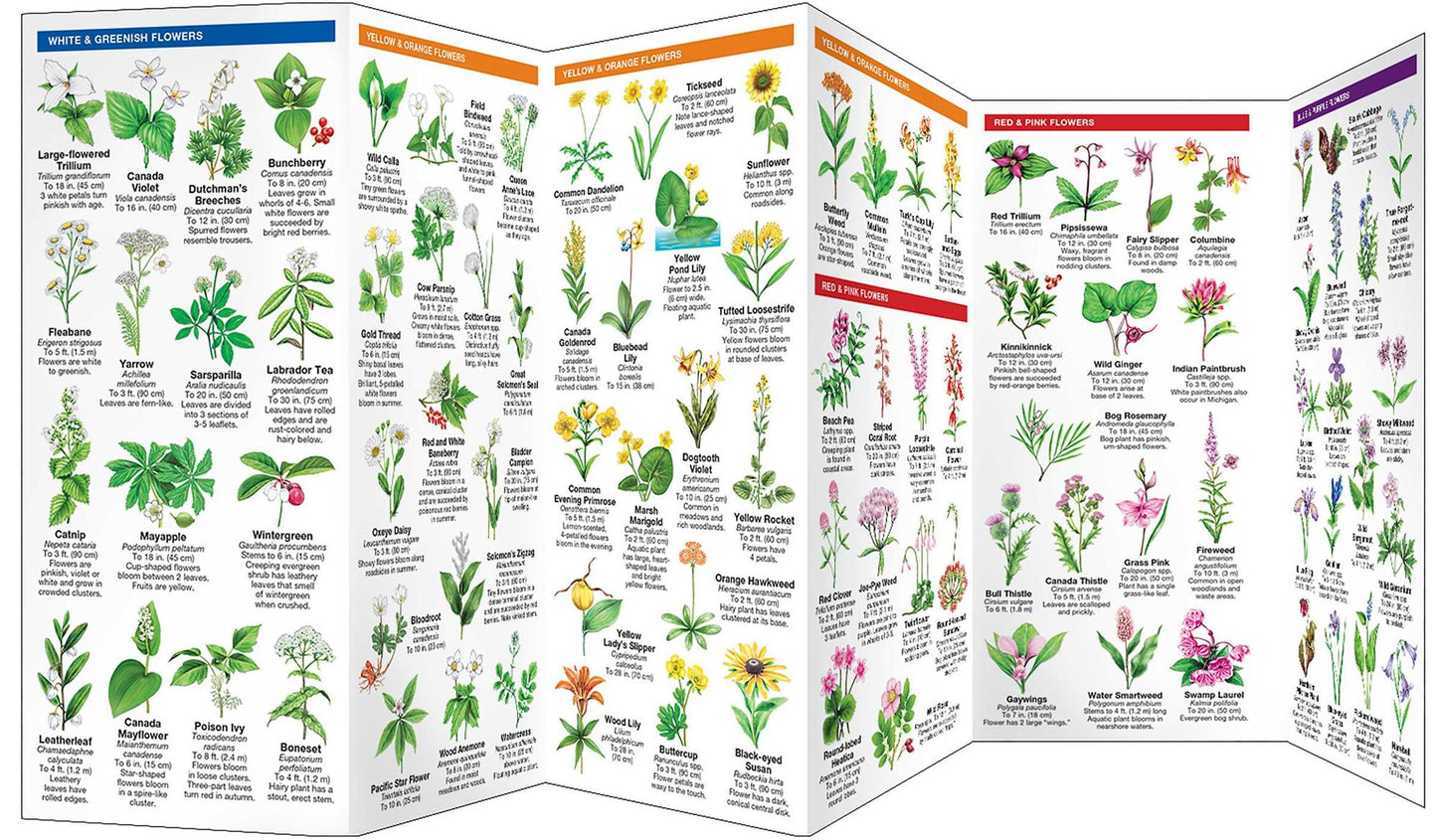 Michigan Trees & Wildflowers: An Introduction to Familiar Species (Pocket Naturalist Series)