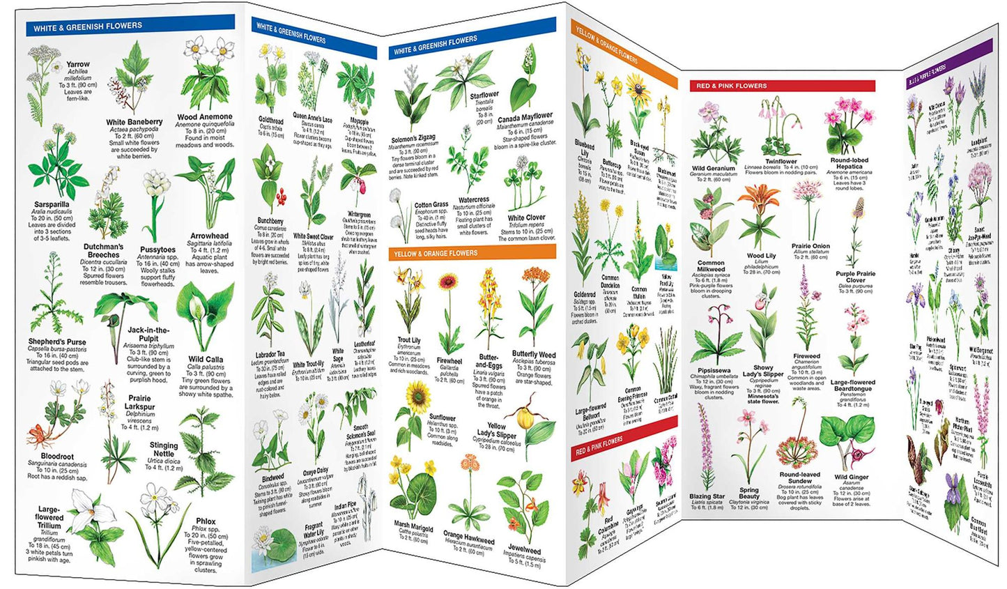 Minnesota Trees & Wildflowers: An Introduction to Familiar Species (Pocket Naturalist Series)