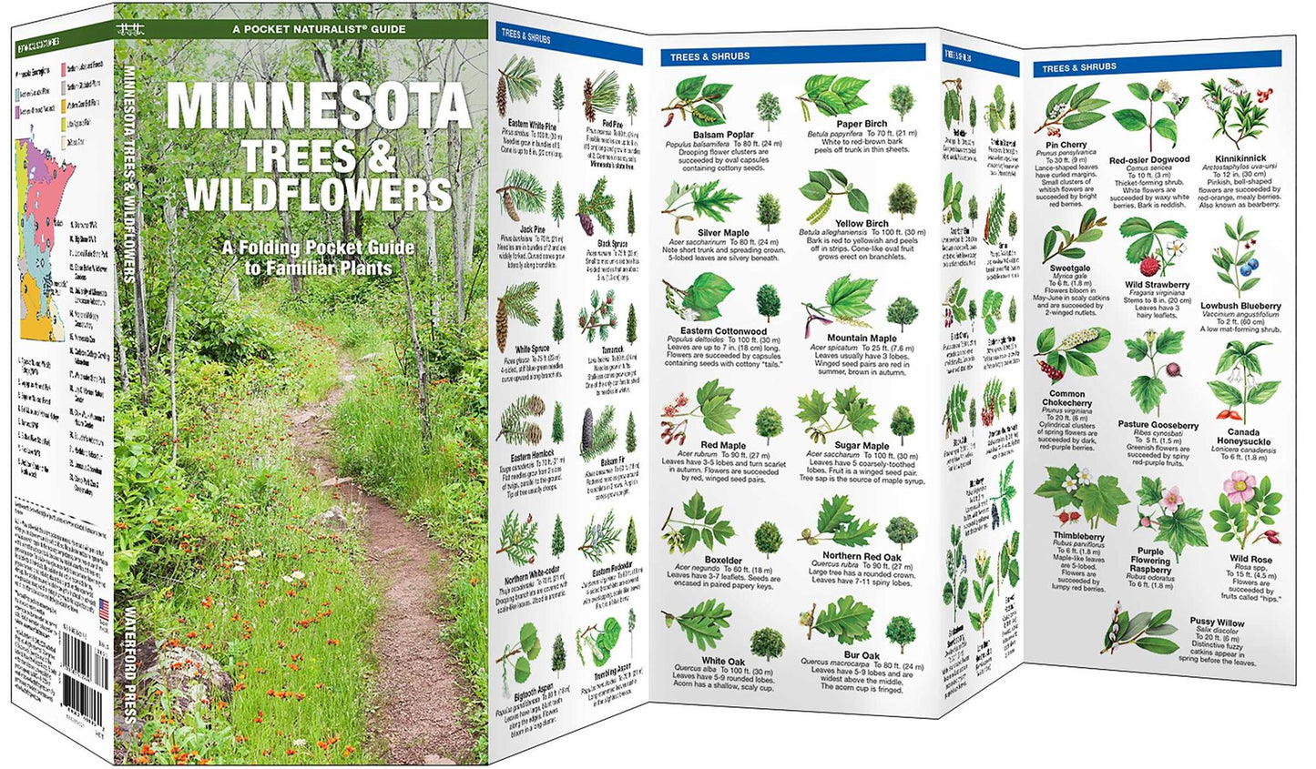 Minnesota Trees & Wildflowers: An Introduction to Familiar Species (Pocket Naturalist Series)