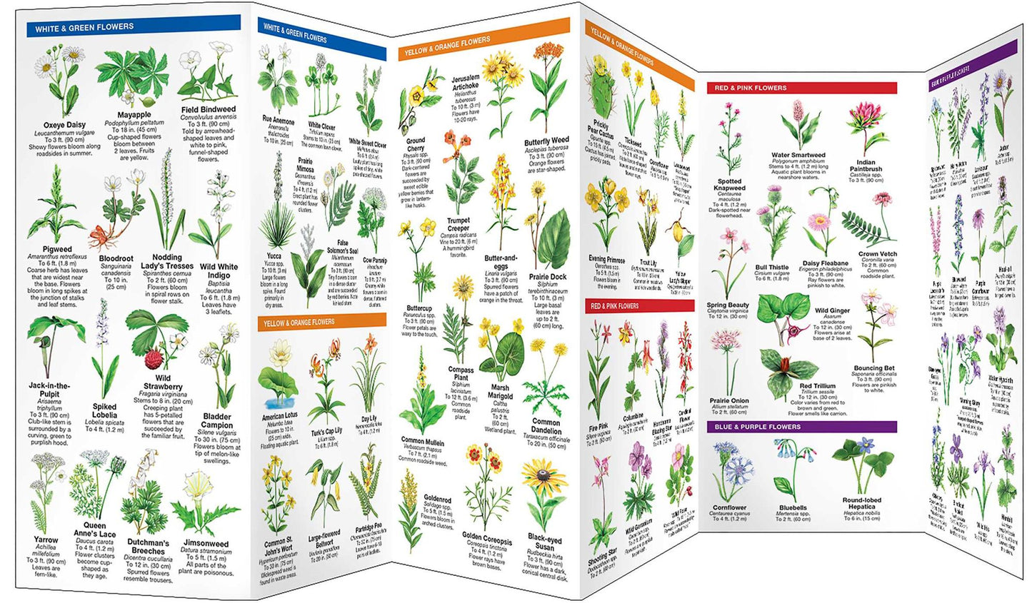 Missouri Trees & Wildflowers: An Introduction to Familiar Species (Pocket Naturalist Series)
