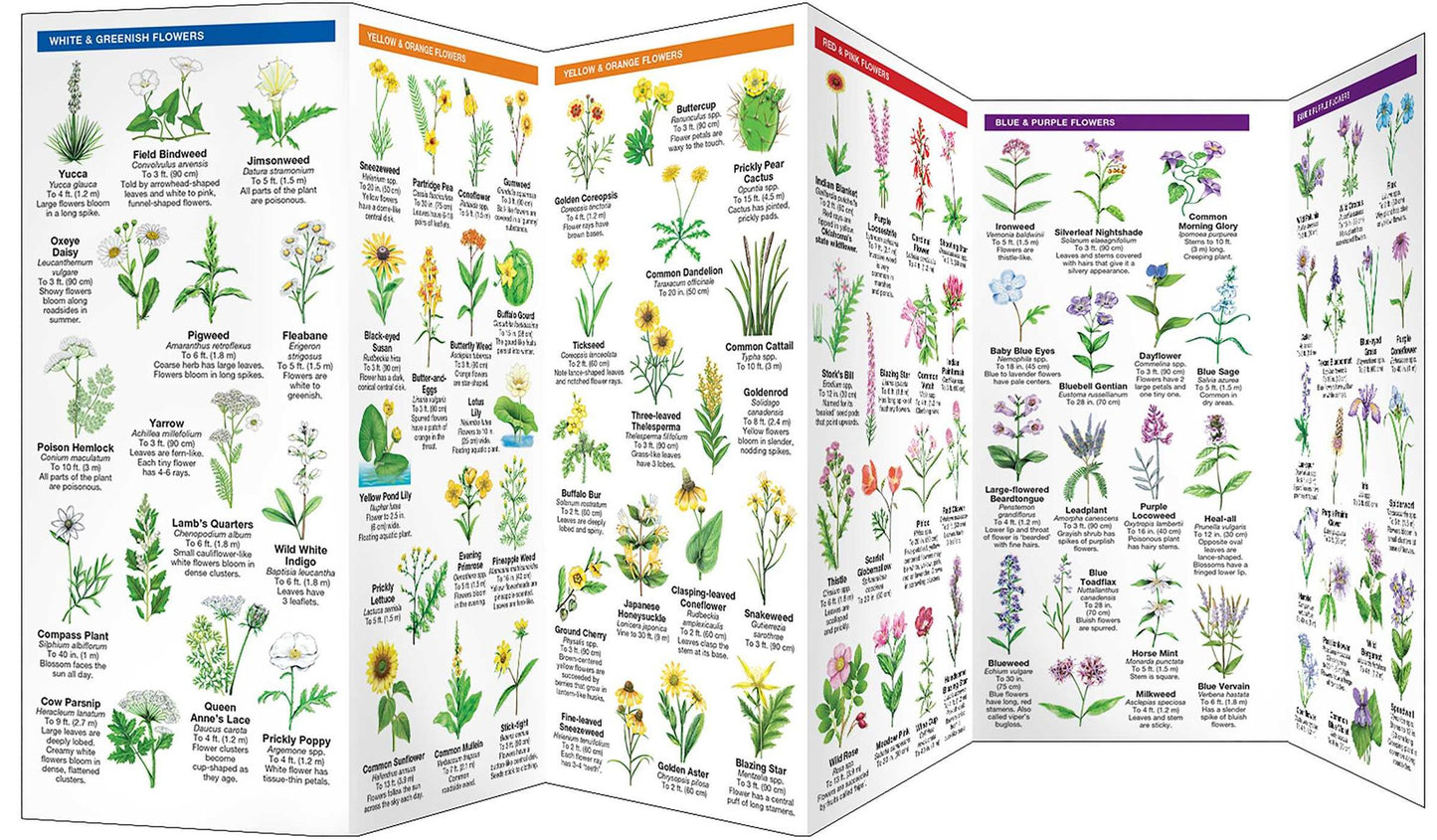 Oklahoma Trees & Wildflowers: An Introduction to Familiar Species (Pocket Naturalist Series)