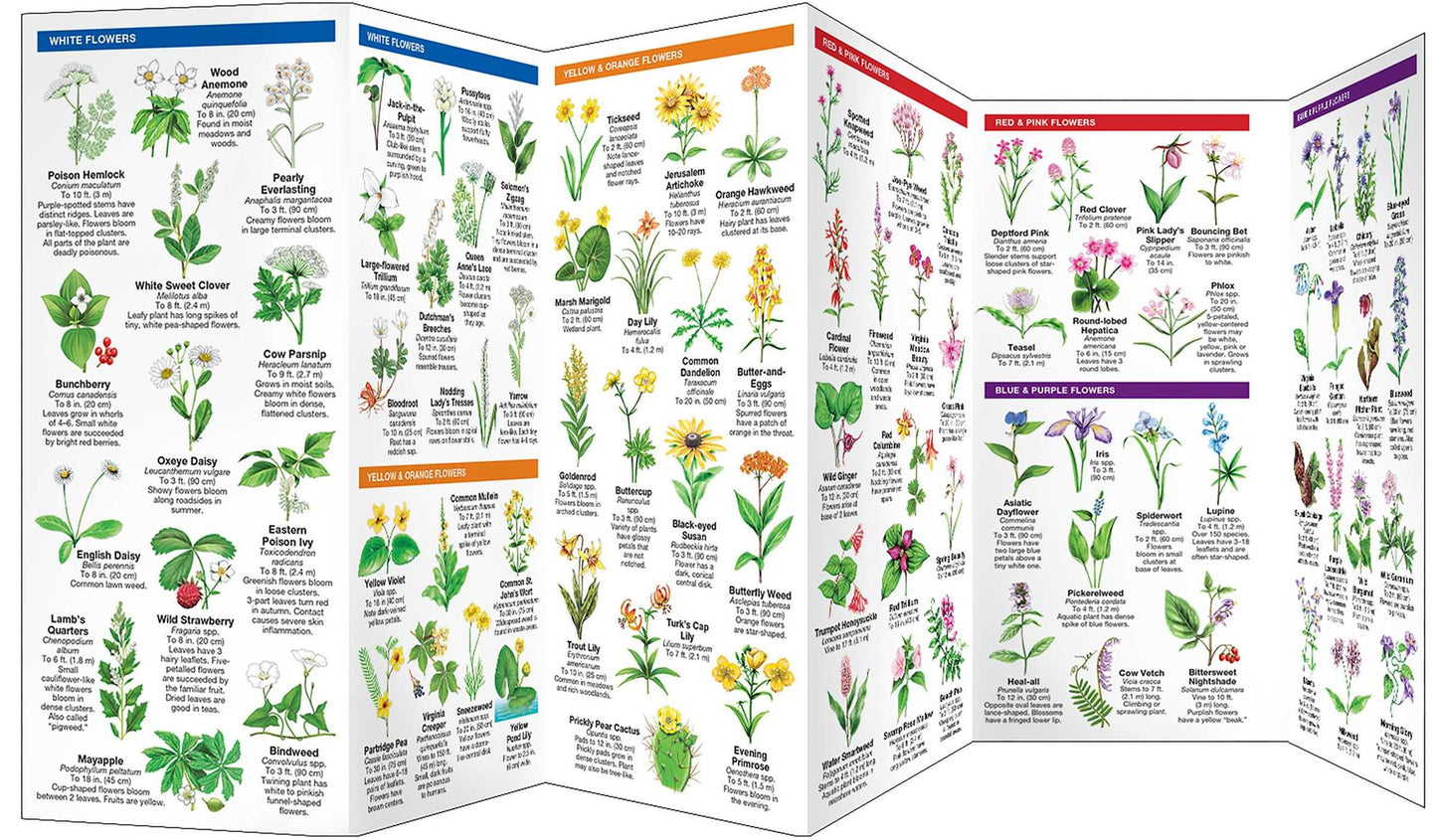 Virginia Trees & Wildflowers: An Introduction to Familiar Species (Pocket Naturalist Series)