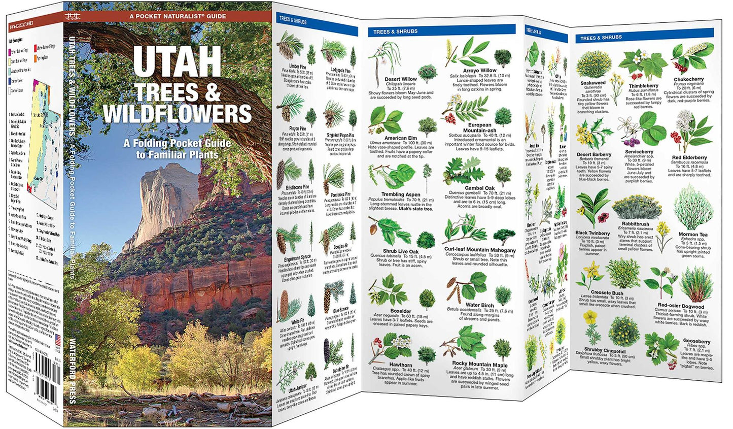 Pocket Naturalist Utah Trees & Wildflowers: An Introduction to Familiar Species of Trees, Shrubs and Wildflowers