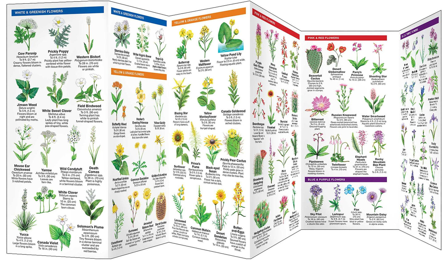 Pocket Naturalist Utah Trees & Wildflowers: An Introduction to Familiar Species of Trees, Shrubs and Wildflowers
